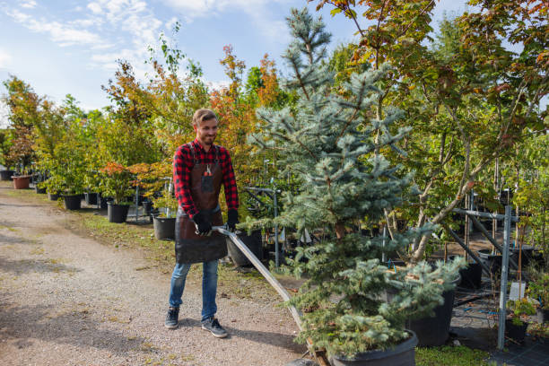 How Our Tree Care Process Works  in West Vero Corridor, FL